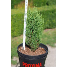 Ялівець звичайний Копресса | Juniperus Communis Compressa | Можжевельник обыкновенный Компресса