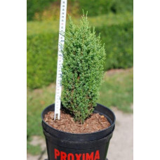 Ялівець звичайний Копресса | Juniperus Communis Compressa | Можжевельник обыкновенный Компресса
