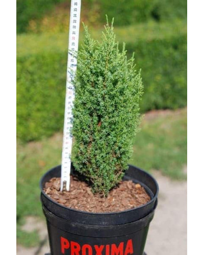 Ялівець звичайний Копресса | Juniperus Communis Compressa | Можжевельник обыкновенный Компресса