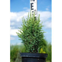 Ялівець звичайний Копресса | Juniperus Communis Compressa | Можжевельник обыкновенный Компресса