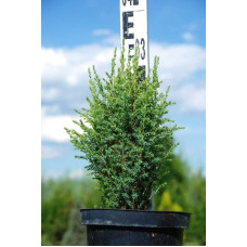 Ялівець звичайний Копресса | Juniperus Communis Compressa | Можжевельник обыкновенный Компресса