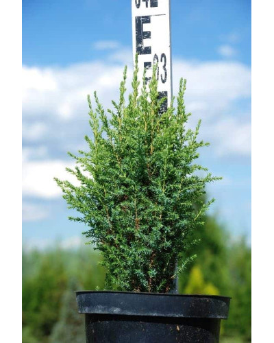 Ялівець звичайний Копресса | Juniperus Communis Compressa | Можжевельник обыкновенный Компресса