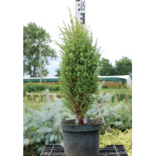 Ялівець звичайний Копресса | Juniperus Communis Compressa | Можжевельник обыкновенный Компресса