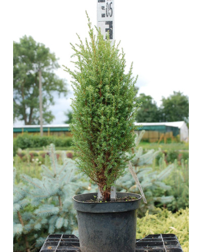 Ялівець звичайний Копресса | Juniperus Communis Compressa | Можжевельник обыкновенный Компресса