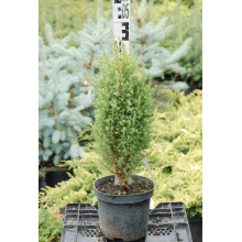 Ялівець звичайний Копресса | Juniperus Communis Compressa | Можжевельник обыкновенный Компресса