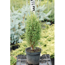 Ялівець звичайний Копресса | Juniperus Communis Compressa | Можжевельник обыкновенный Компресса
