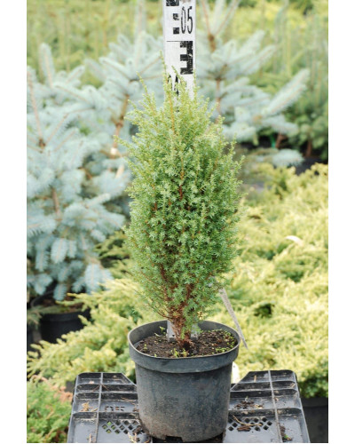Ялівець звичайний Копресса | Juniperus Communis Compressa | Можжевельник обыкновенный Компресса