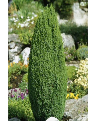 Ялівець звичайний Копресса | Juniperus Communis Compressa | Можжевельник обыкновенный Компресса
