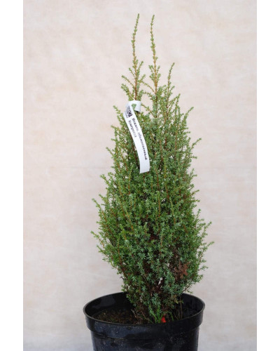 Ялівець звичайний Копресса | Juniperus Communis Compressa | Можжевельник обыкновенный Компресса