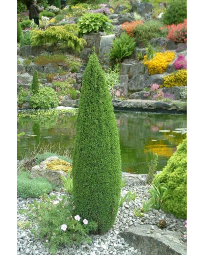 Ялівець звичайний Копресса | Juniperus Communis Compressa | Можжевельник обыкновенный Компресса
