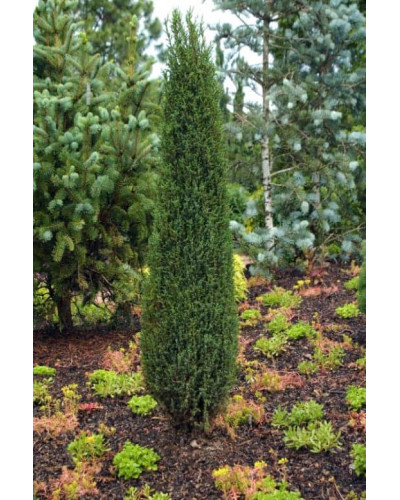 Ялівець звичайний Копресса | Juniperus Communis Compressa | Можжевельник обыкновенный Компресса