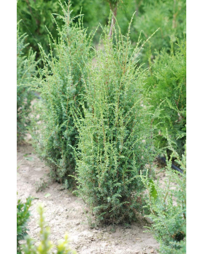 Ялівець звичайний Копресса | Juniperus Communis Compressa | Можжевельник обыкновенный Компресса