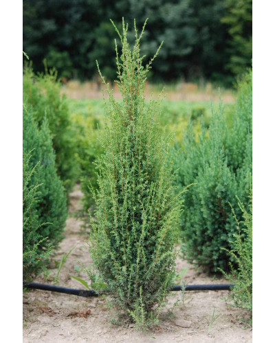Ялівець звичайний Копресса | Juniperus Communis Compressa | Можжевельник обыкновенный Компресса