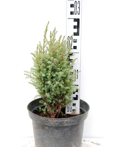 Ялівець звичайний Копресса | Juniperus Communis Compressa | Можжевельник обыкновенный Компресса