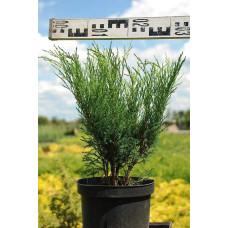 Ялівець козацький Блю Спаркл | Juniperus sabina Blue Sparkle | Можжевельник казацкий Блю Спаркл