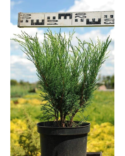 Ялівець козацький Блю Спаркл | Juniperus sabina Blue Sparkle | Можжевельник казацкий Блю Спаркл