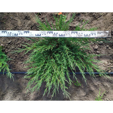 Ялівець козацький Блю Спаркл | Juniperus sabina Blue Sparkle | Можжевельник казацкий Блю Спаркл
