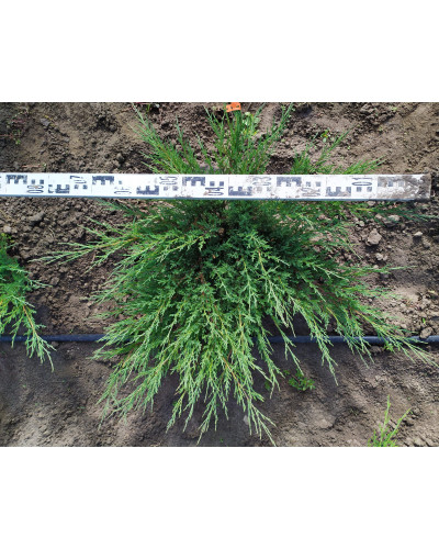 Ялівець козацький Блю Спаркл | Juniperus sabina Blue Sparkle | Можжевельник казацкий Блю Спаркл
