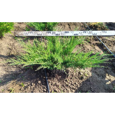 Ялівець козацький Блю Спаркл | Juniperus sabina Blue Sparkle | Можжевельник казацкий Блю Спаркл