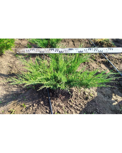 Ялівець козацький Блю Спаркл | Juniperus sabina Blue Sparkle | Можжевельник казацкий Блю Спаркл