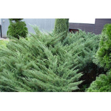 Ялівець козацький Блю Спаркл | Juniperus sabina Blue Sparkle | Можжевельник казацкий Блю Спаркл