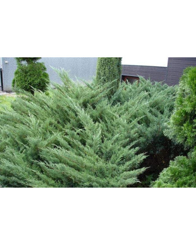 Ялівець козацький Блю Спаркл | Juniperus sabina Blue Sparkle | Можжевельник казацкий Блю Спаркл