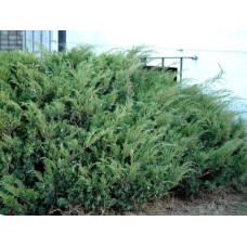 Ялівець козацький Блю Спаркл | Juniperus sabina Blue Sparkle | Можжевельник казацкий Блю Спаркл