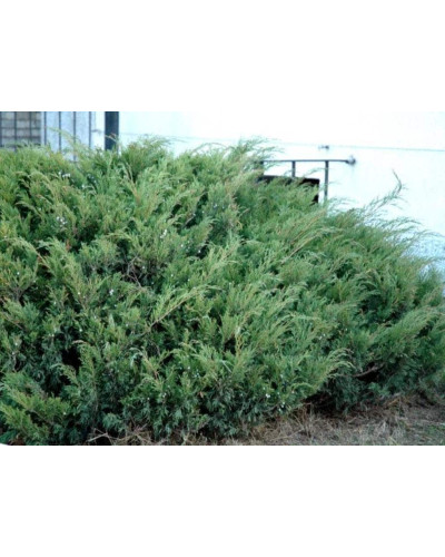 Ялівець козацький Блю Спаркл | Juniperus sabina Blue Sparkle | Можжевельник казацкий Блю Спаркл