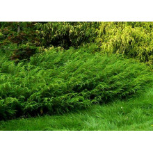 Ялівець козацький Блю Спаркл | Juniperus sabina Blue Sparkle | Можжевельник казацкий Блю Спаркл