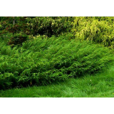Ялівець козацький Блю Спаркл | Juniperus sabina Blue Sparkle | Можжевельник казацкий Блю Спаркл