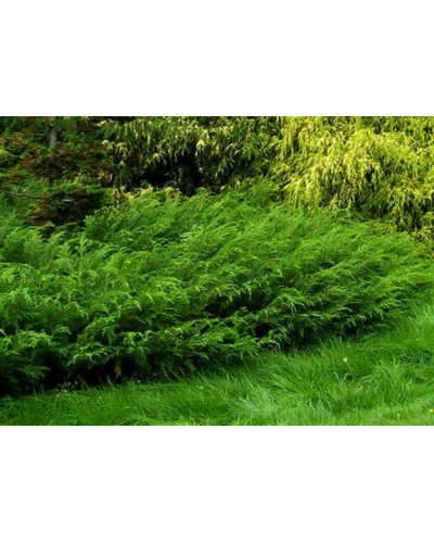 Ялівець козацький Блю Спаркл | Juniperus sabina Blue Sparkle | Можжевельник казацкий Блю Спаркл