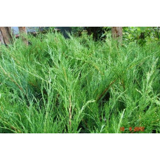 Ялівець козацький Блю Спаркл | Juniperus sabina Blue Sparkle | Можжевельник казацкий Блю Спаркл