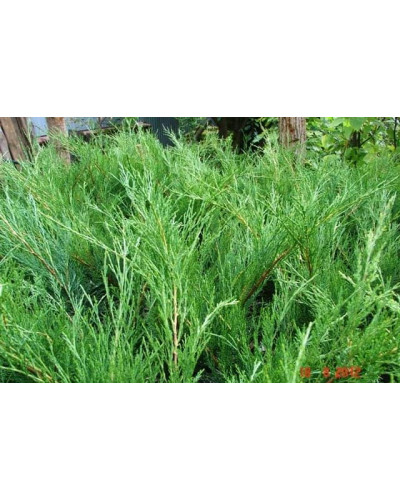Ялівець козацький Блю Спаркл | Juniperus sabina Blue Sparkle | Можжевельник казацкий Блю Спаркл