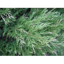 Ялівець козацький Блю Спаркл | Juniperus sabina Blue Sparkle | Можжевельник казацкий Блю Спаркл
