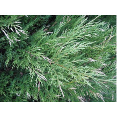 Ялівець козацький Блю Спаркл | Juniperus sabina Blue Sparkle | Можжевельник казацкий Блю Спаркл