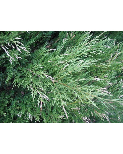 Ялівець козацький Блю Спаркл | Juniperus sabina Blue Sparkle | Можжевельник казацкий Блю Спаркл