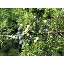 Ялівець козацький Блю Спаркл | Juniperus sabina Blue Sparkle | Можжевельник казацкий Блю Спаркл