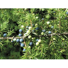 Ялівець козацький Блю Спаркл | Juniperus sabina Blue Sparkle | Можжевельник казацкий Блю Спаркл