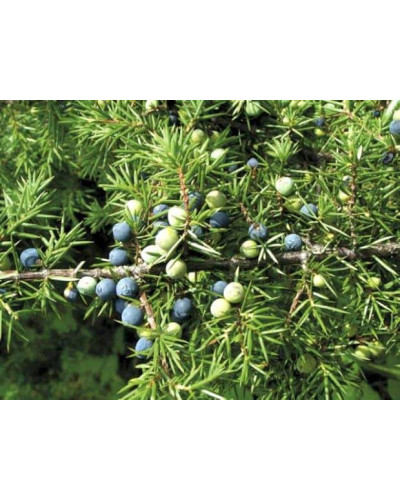 Ялівець козацький Блю Спаркл | Juniperus sabina Blue Sparkle | Можжевельник казацкий Блю Спаркл