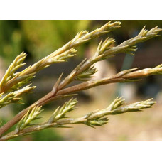 Ялівець козацький Блю Спаркл | Juniperus sabina Blue Sparkle | Можжевельник казацкий Блю Спаркл
