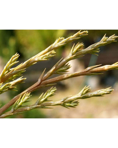 Ялівець козацький Блю Спаркл | Juniperus sabina Blue Sparkle | Можжевельник казацкий Блю Спаркл