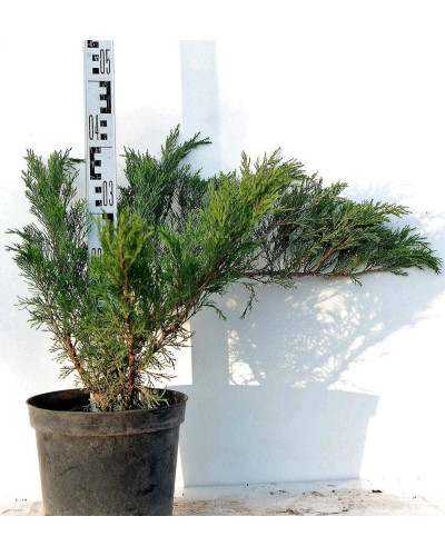 Ялівець козацький Блю Спаркл | Juniperus sabina Blue Sparkle | Можжевельник казацкий Блю Спаркл