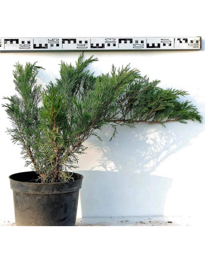 Ялівець козацький Блю Спаркл | Juniperus sabina Blue Sparkle | Можжевельник казацкий Блю Спаркл
