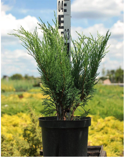 Ялівець козацький Блю Спаркл | Juniperus sabina Blue Sparkle | Можжевельник казацкий Блю Спаркл