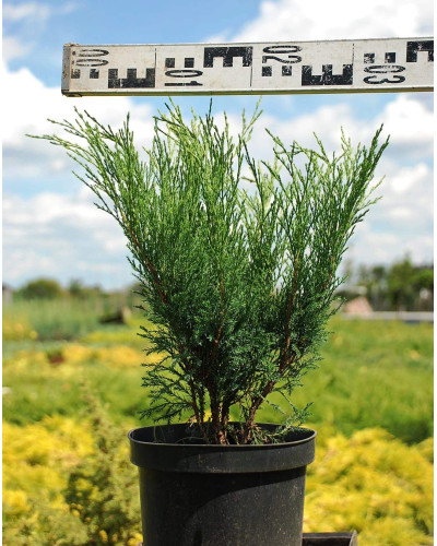 Ялівець козацький Блю Спаркл | Juniperus sabina Blue Sparkle | Можжевельник казацкий Блю Спаркл