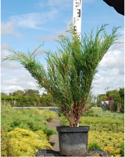 Ялівець козацький Блю Спаркл | Juniperus sabina Blue Sparkle | Можжевельник казацкий Блю Спаркл
