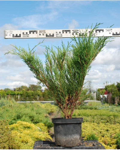 Ялівець козацький Блю Спаркл | Juniperus sabina Blue Sparkle | Можжевельник казацкий Блю Спаркл