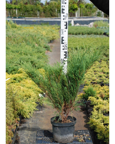 Ялівець козацький Блю Спаркл | Juniperus sabina Blue Sparkle | Можжевельник казацкий Блю Спаркл