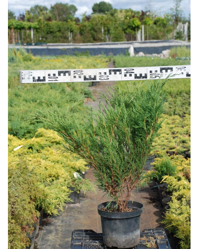 Ялівець козацький Блю Спаркл | Juniperus sabina Blue Sparkle | Можжевельник казацкий Блю Спаркл