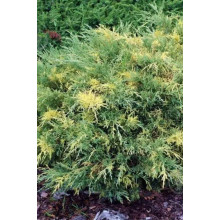 Ялівець середній / пфітцеріана Блю енд Голд | Juniperus media / рfitzeriana Blue and Gold | Можжевельник средний / пфитцериана Блю энд Голд
